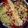 とっとこはむ子's cooksnap of when they made Monterey Cobb Salad♪.