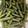 na_o♡'s cooksnap of when they made いんげんの胡麻和え.