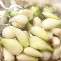ふえ☆なるちゃん's cooksnap of when they made らっきょの塩漬け.