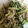 クックG67NMI☆'s cooksnap of when they made 簡単 もやしときゅうりのツナナムル.