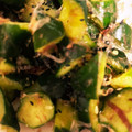 いづみき's cooksnap of when they made すぐ作れる☆きゅうりのおかか和え.