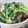 hozunyam's cooksnap of when they made ほうれん草とさば缶で☆美味しいマヨ和え.