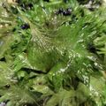 チャタラッシュ's cooksnap of when they made 万能 保存が効く大葉のゴマ油＆醤油漬け.