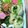 ゆけり３兄弟's cooksnap of when they made お弁当に♪竹輪の小さいくるくる巻き.