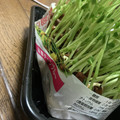 MULA's cooksnap of when they made いつも成功！秘密の豆苗再生法 育て方.