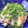クックG1CG0C☆'s cooksnap of when they made 焼きとろろ豆腐.