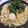 ぷっくりさん。's cooksnap of when they made 簡単♪アンチョビと大葉のおつまみパスタ.