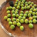 Satoruん's cooksnap of when they made まだ間に合う。梅干し〈完成まで〉.