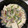 ハワイ家事代行いずみ's cooksnap of when they made 豆腐とあさりの中華蒸し.