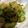 チぃ〜's cooksnap of when they made きゅうりのおかか和え.