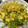 ＭＩ−ＳＡＮ's cooksnap of when they made ピーマンとしらたきのカレー炒め2012夏.