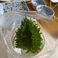まこさんど's cooksnap of when they made 取り出し簡単！大葉の保存.