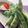 クックG1CG0C☆'s cooksnap of when they made 簡単モロッコいんげん.