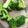さおりらっくま's cooksnap of when they made ＊ブロッコリーの茹で方？蒸し方？＊.