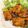 まいすー★★★★'s cooksnap of when they made 地中海式＃本格インド・タンドリーチキン.