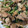 snow012's cooksnap of when they made 豚肉とほうれん草と舞茸のオイスター炒め♪.