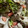 クックXRUS8U☆'s cooksnap of when they made 簡単！冷しゃぶ♪美味しいごまだれ♪.