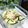 あず7225's cooksnap of when they made ズッキーニとミョウガの塩麹焼き浸し.