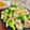 Superlittleboo's cooksnap of when they made ブロッコリーとささみと卵のたんぱく質炒め.