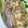 Chikalo's cooksnap of when they made 簡単！作り置き！ささみ茹で方！.