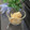 からあげパーティー's cooksnap of when they made とうもろこしのアイスクリーム.
