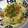 クックIFIIQ3☆'s cooksnap of when they made 簡単大根もち.