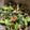 クックRL4FOO☆'s cooksnap of when they made 小松菜とツナ缶の副菜サラダ♪.