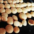 ハレグマ's cooksnap of when they made ☆たまごボーロ☆.