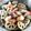 Sun Flover's cooksnap of when they made お宝黄金比率で旨々～自慢の筑前煮♪.