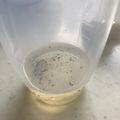 minitora's cooksnap of when they made 家庭科のフレンチドレッシング.