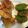 pojihibino's cooksnap of when they made はものすり身揚げ.