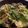 クックMJZAVG☆'s cooksnap of when they made 簡単☆キャベツと豚肉の重ね蒸し.