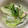 saori・ω・'s cooksnap of when they made 超簡単！レタスとツナのサラダ☆大量消費☆.