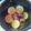 クック2O2RWD☆'s cooksnap of when they made 味噌煮orしょうゆ煮サバ缶と大根と.