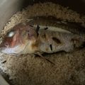 たまゴン♪'s cooksnap of when they made ＊鯛めし＊.
