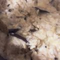 Miro99999's cooksnap of when they made 簡単！冷やご飯のチーズリゾット♡.