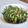 ☆憐架☆'s cooksnap of when they made 大根菜とシーチキン炒め.