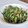 ☆憐架☆'s cooksnap of when they made 大根菜とシーチキン炒め.