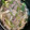 クック2ZH708☆'s cooksnap of when they made 豚しゃぶとねぎのうま塩ごま鍋.