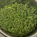 ★あやたん★'s cooksnap of when they made 正しい山椒の実の下ごしらえと保存方法.