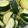 クック99U2X7☆'s cooksnap of when they made ズッキーニのぬか漬け.