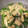 チャッチャマン's cooksnap of when they made ししとうとしらす、油揚げの常備菜.
