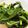 ふぁんころ's cooksnap of when they made 夏の旬野菜！モロヘイヤのお浸し.