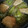 まりゆりひろこ's cooksnap of when they made 簡単！さばのおろし煮.