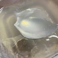 Yu‐ppi's cooksnap of when they made ジュースゼリーレシピ。粉寒天orゼラチン.