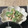料理上達中's cooksnap of when they made 直ぐに一品☆おくらのツナマヨ和え.