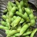 クックO7UFZH☆'s cooksnap of when they made 速くて美味い！枝豆の塩蒸し焼き.