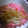 ponsyuke♪'s cooksnap of when they made シャキシャキ♪もやしのゴマ和え.