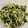 ちこ料理苦手's cooksnap of when they made さっぱり✪豆もやしと胡瓜の旨味酢の物✲ﾟ.