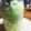 閑人２１号's cooksnap of when they made プロ直伝！酢キャベツ、ザワークラウト減塩.